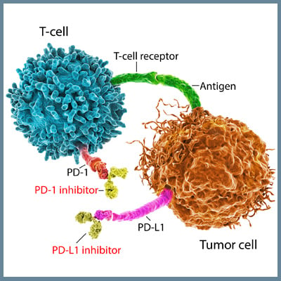 T-cell, Tumor cell diagram