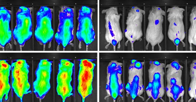 Bioluminescence imaging (BLI) in mouse models