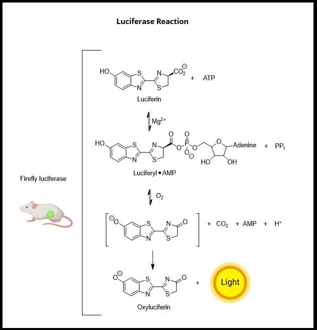 Luciferase Reaction diagram