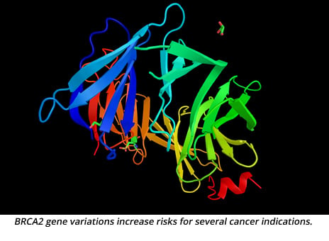 BCRA2 gene variations increase risks for several cancer indications.