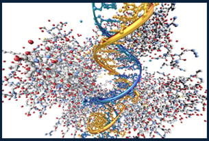 Model of a Tumor-Suppressing Protein Binding to DNA