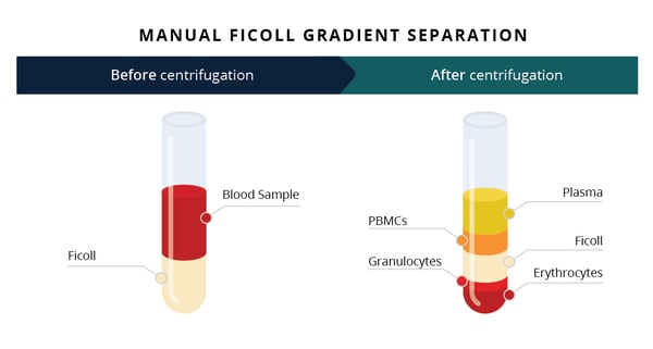 Manual Ficoll Gradient Separation