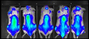 Mice shown in Bioluminescent imaging (BLI)