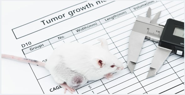 Tumor growth in a mouse