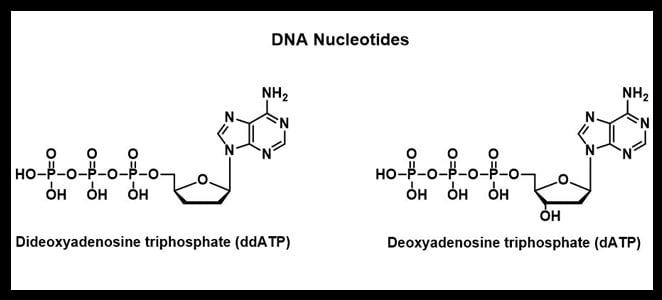 DNA Nucleotides