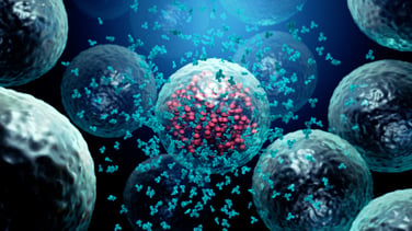 Antibodies destroy an infected cell by a virus