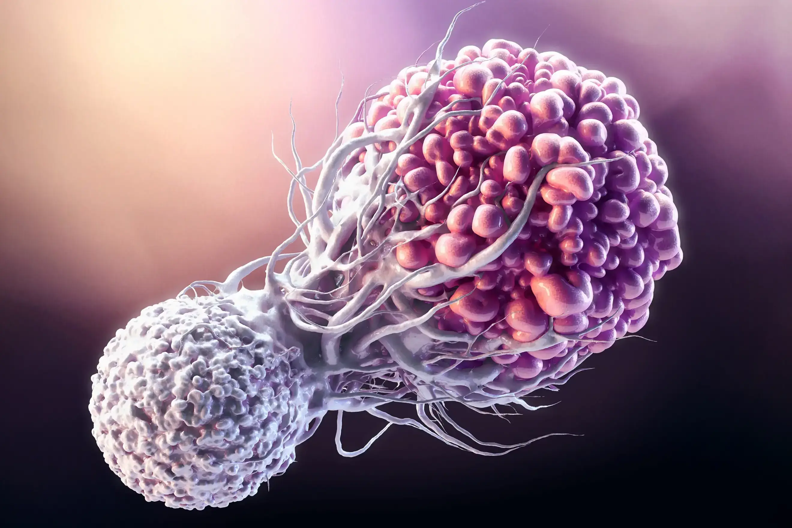 A T-cell is attacking and killing a cancer cell.