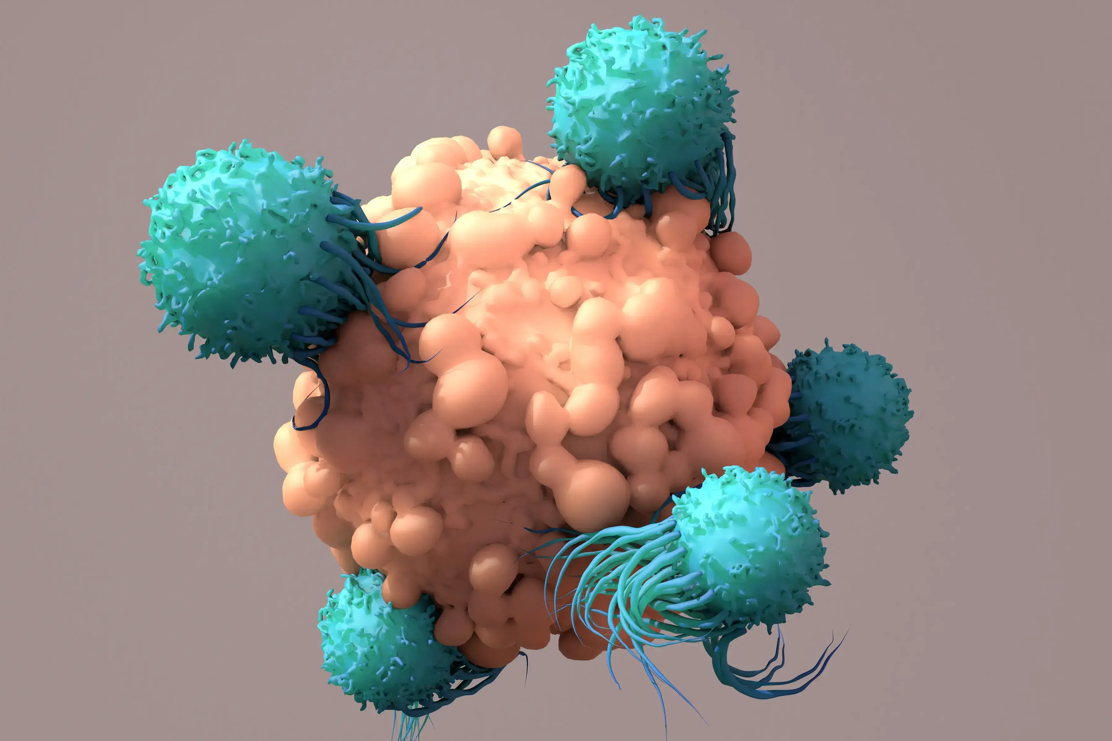 Immune cells attacking 3D tumor model cells.