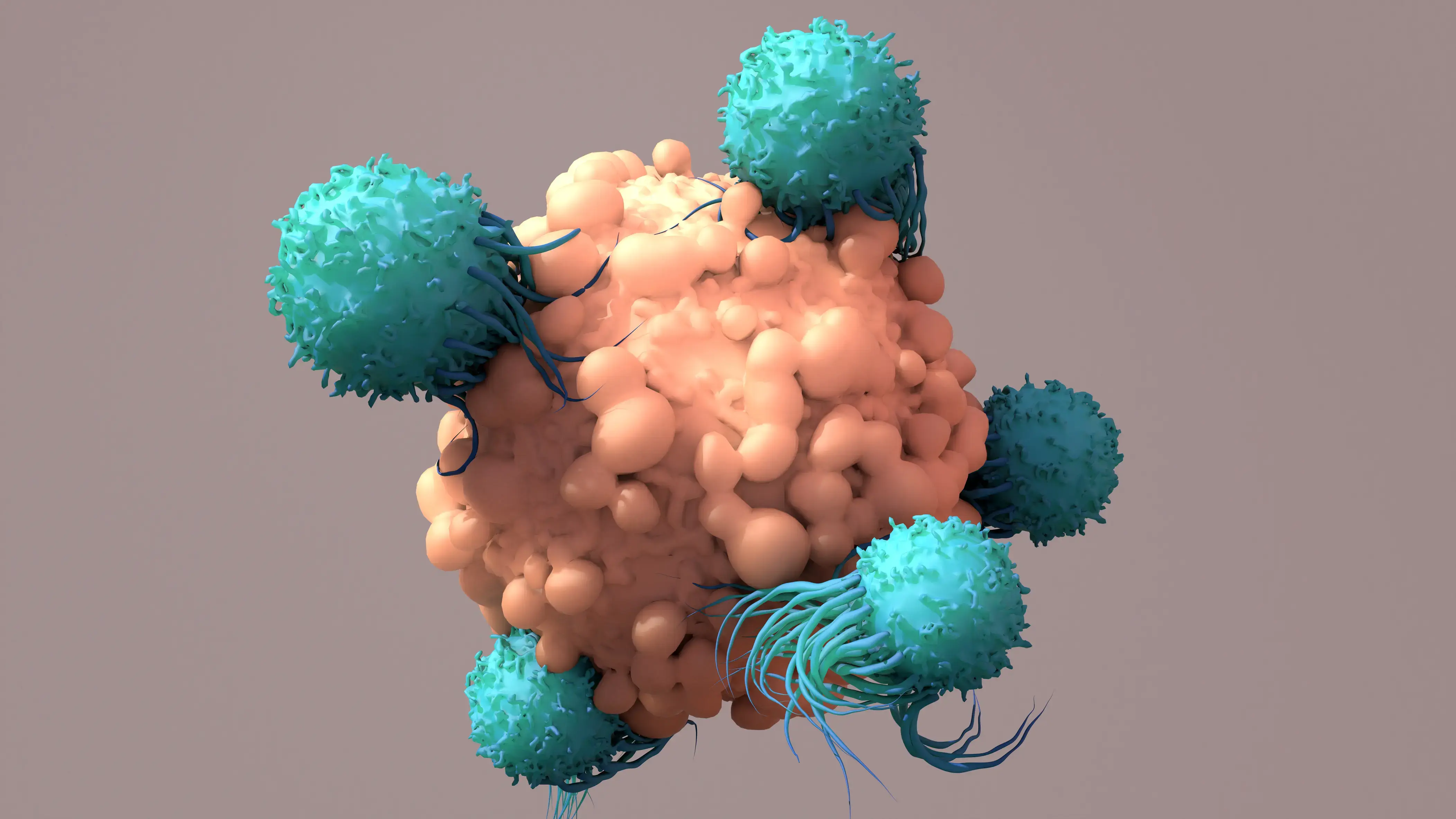 Immune cells attacking 3D tumor model cells.