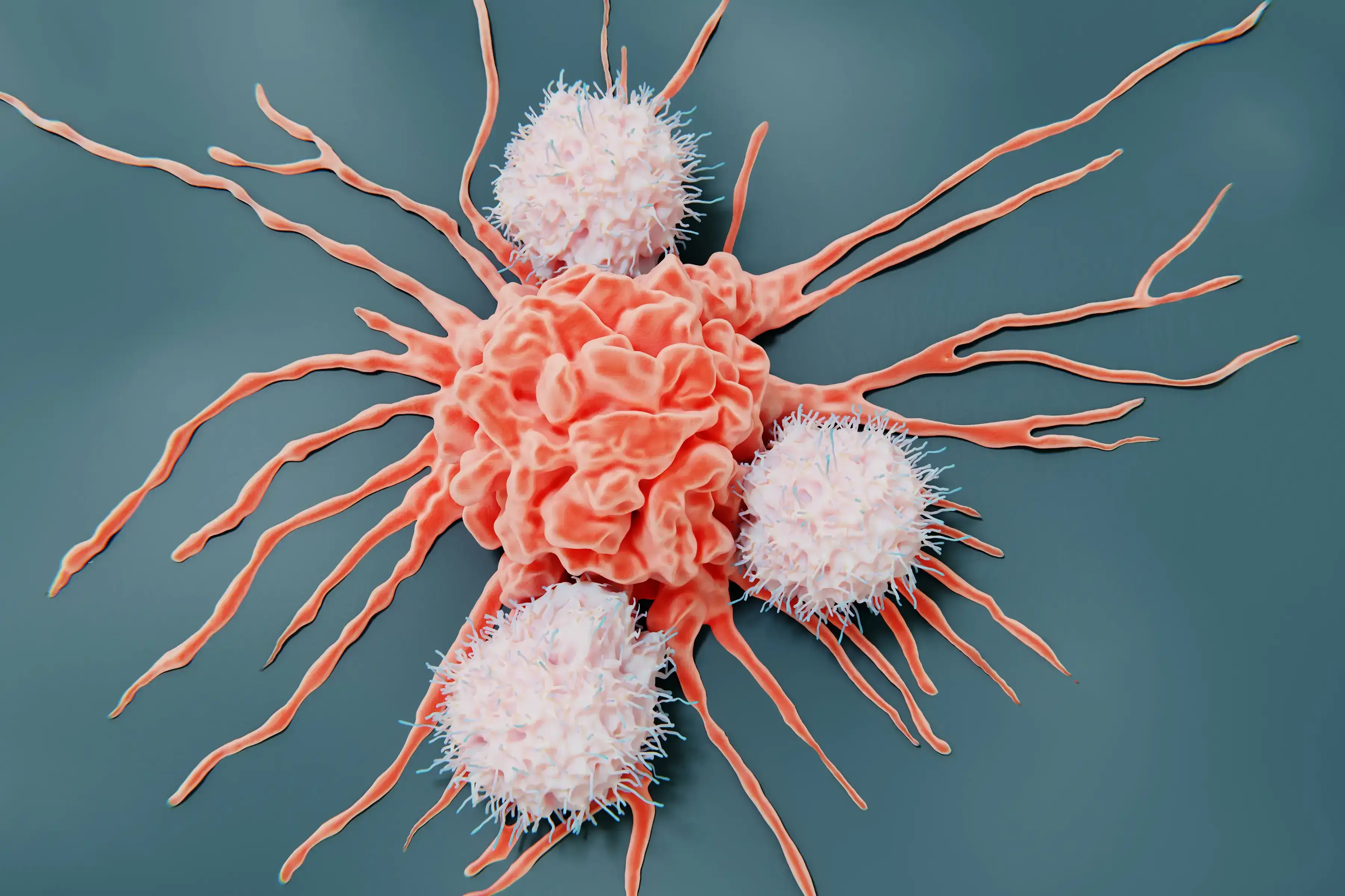 Immune cells attacking a tumor cell during an immuno-oncology in vivo study.