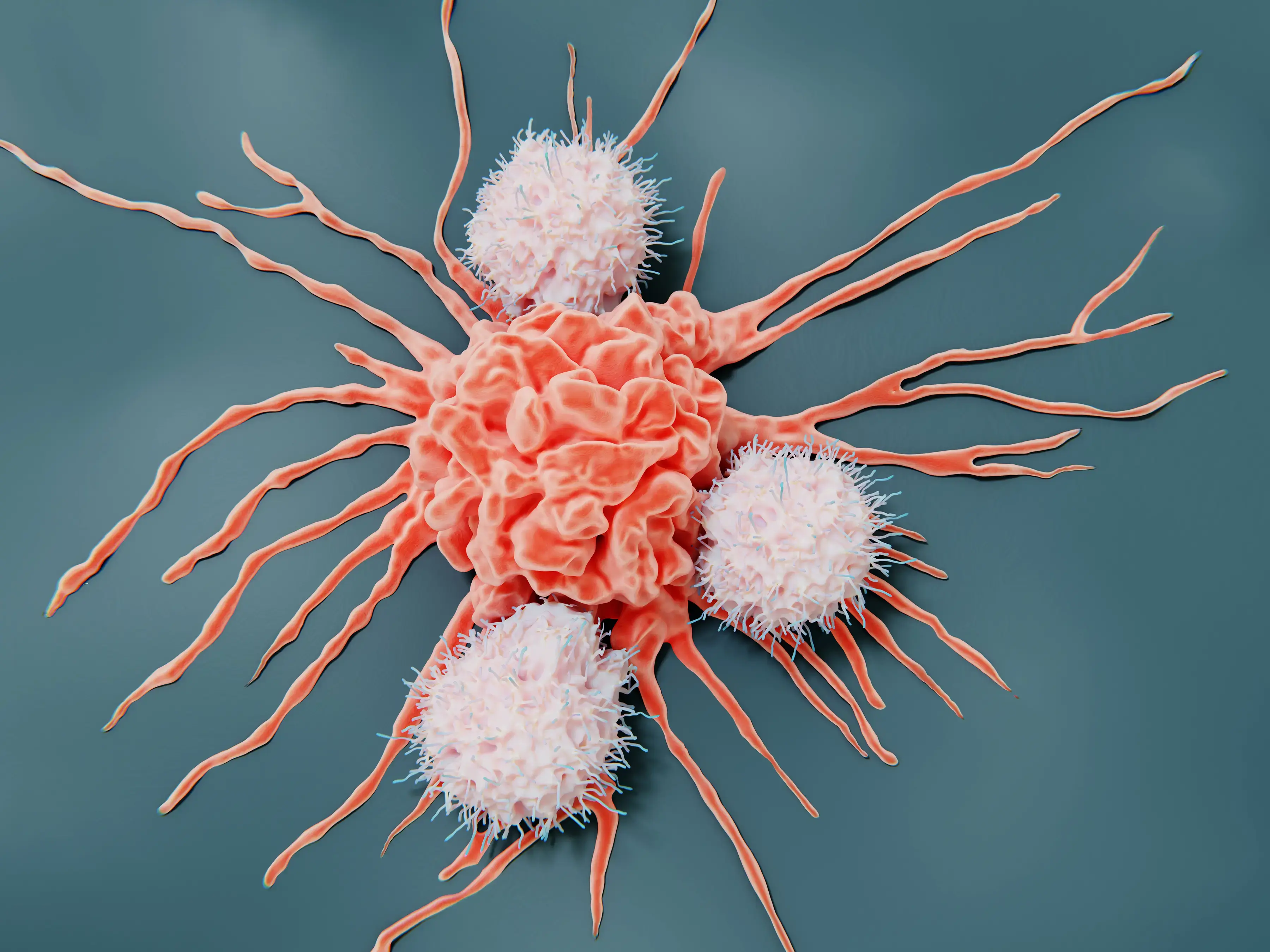 Immune cells attacking a tumor cell during an immuno-oncology in vivo study.