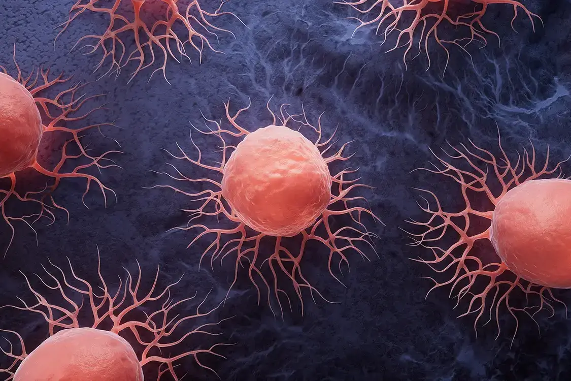 Heterogenous tumor cells in PDX models showing different characteristics.