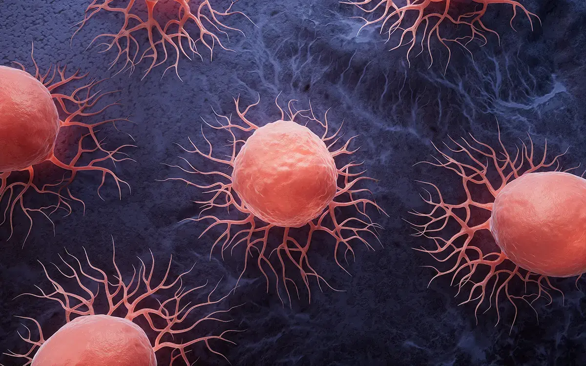 Heterogenous tumor cells in PDX models showing different characteristics.